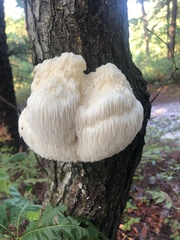 Hericium erinaceus