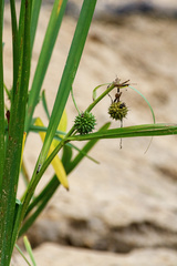 Sparganium erectum erectum
