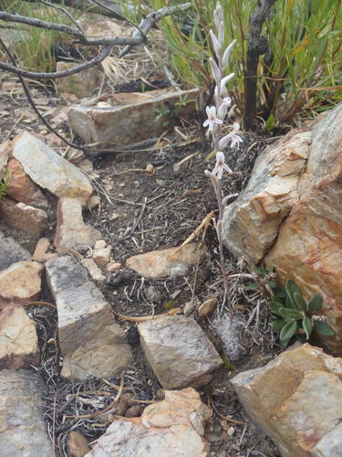 Haworthia cooperi