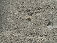 Menemerus semilimbatus