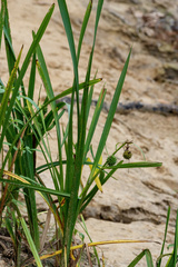 Sparganium erectum erectum