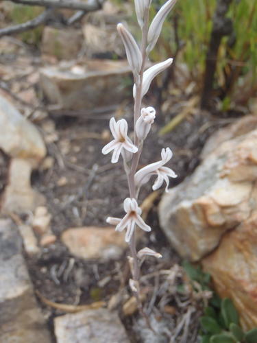 Haworthia cooperi