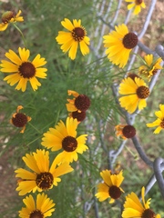 Helenium amarum badium