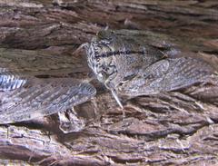 Platypleura capensis