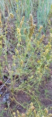 Artemisia palustris