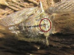 Platypleura capensis