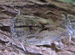 Platypleura capensis