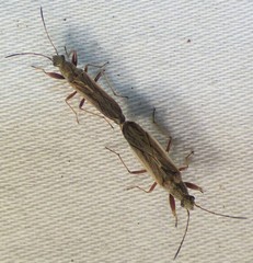 Paromius longulus