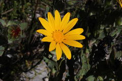 Osteospermum australe