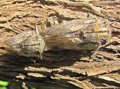 Platypleura capensis