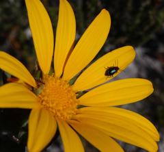Osteospermum australe