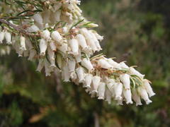 Erica caffra caffra