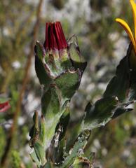 Osteospermum australe