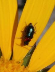 Osteospermum australe