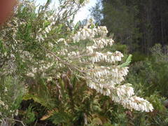 Erica caffra caffra