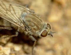 Anabarhynchus arenarius