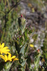 Osteospermum australe