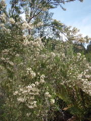Erica caffra caffra