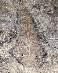 Platycephalus grandispinis