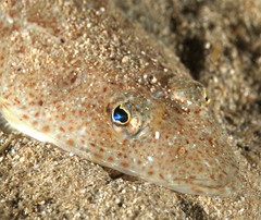 Platycephalus grandispinis