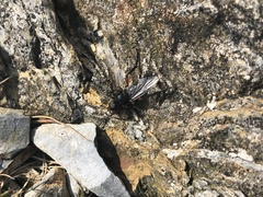 Bibio pomonae