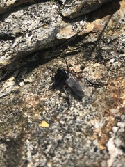 Bibio pomonae
