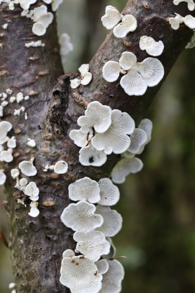 Plicatura crispa · August 2021 · photo: © ninacourlee (iNaturalist, cc-by)