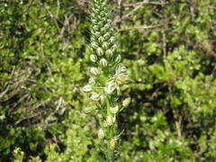 Albuca bracteata