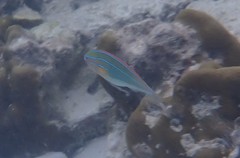 Stethojulis trilineata