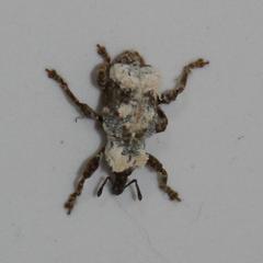 Paramecops stapeliae