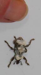 Paramecops stapeliae