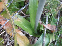 Albuca bracteata