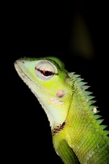 Calotes calotes