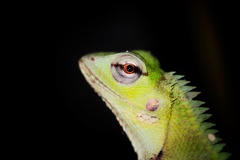 Calotes calotes