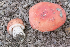 Russula pusilla