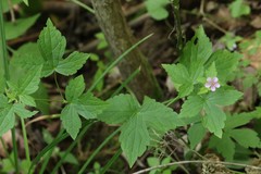 Geranium wilfordii