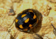 Coccinella leonina