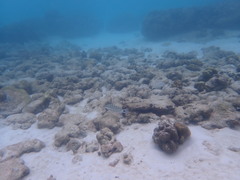 Lutjanus decussatus