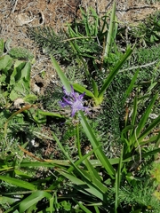 Phyteuma betonicifolium