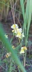 Linaria buriatica