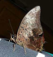 Charaxes ethalion ethalion