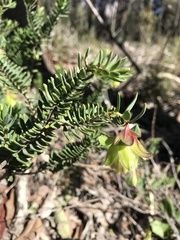 Pimelea suaveolens