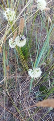 Allium stellerianum