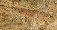 Platycephalus grandispinis