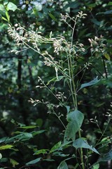 Parasenecio