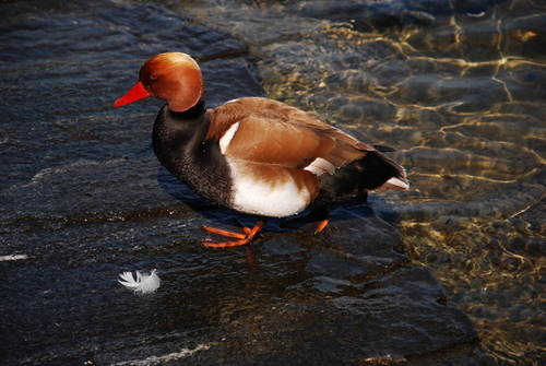 Red-crested Pochard