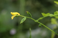 Corydalis ochotensis