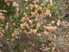 Erica glomiflora glomiflora