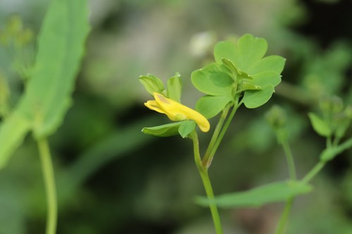 Corydalis ochotensis, photograph 1