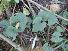 Viola uliginosa